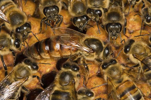 松丹一號可以定養(yǎng)嗎(適合定點飼養(yǎng)的意蜂品種) 松丹一號可以定養(yǎng)嗎(適合定點飼養(yǎng)的意蜂品種)