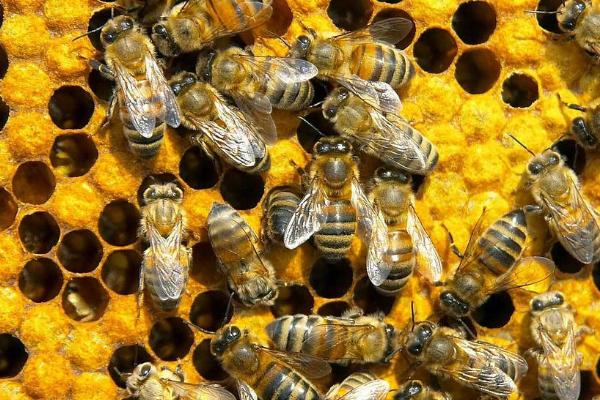 松丹一號可以定養(yǎng)嗎(適合定點飼養(yǎng)的意蜂品種) 松丹一號可以定養(yǎng)嗎(適合定點飼養(yǎng)的意蜂品種)