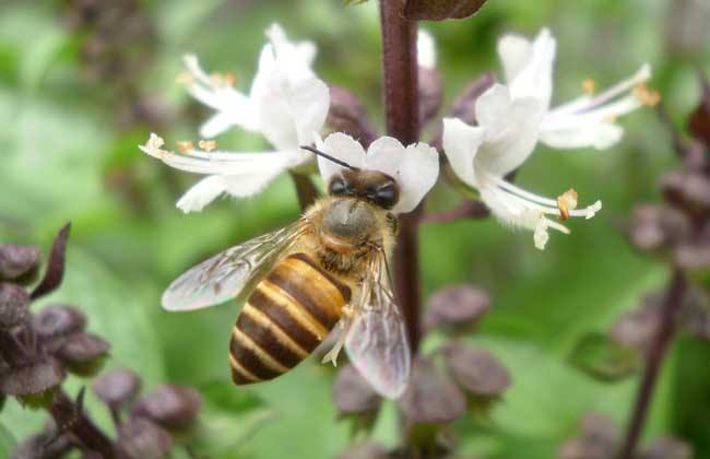北方室內(nèi)蜂群的越冬管理方法 北方室內(nèi)蜂群的越冬管理方法