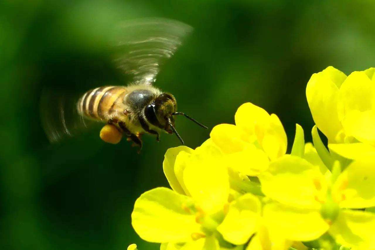 北方室內(nèi)蜂群的越冬管理方法 北方室內(nèi)蜂群的越冬管理方法
