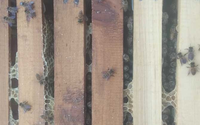 阿壩中蜂為什么容易起盜(中蜂為什么會(huì)起盜) 阿壩中蜂為什么容易起盜(中蜂為什么會(huì)起盜)