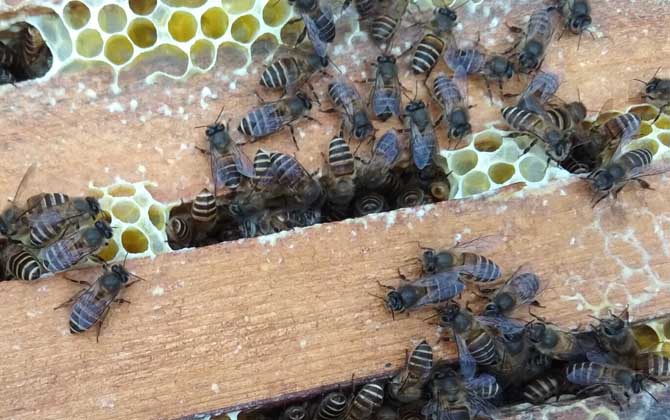 阿壩中蜂為什么容易起盜(中蜂為什么會(huì)起盜) 阿壩中蜂為什么容易起盜(中蜂為什么會(huì)起盜)