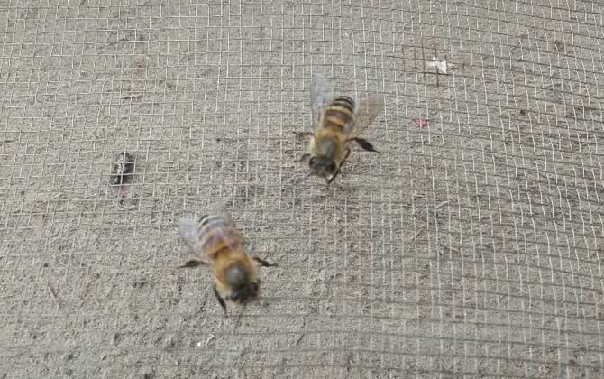 阿壩中蜂為什么容易起盜(中蜂為什么會(huì)起盜) 阿壩中蜂為什么容易起盜(中蜂為什么會(huì)起盜)