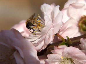 老年工蜂是什么顏色(偵查蜂和工蜂怎么區(qū)別) 老年工蜂是什么顏色(偵查蜂和工蜂怎么區(qū)別)