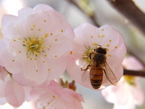 老年工蜂是什么顏色(偵查蜂和工蜂怎么區(qū)別) 老年工蜂是什么顏色(偵查蜂和工蜂怎么區(qū)別)