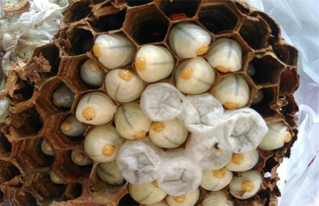 胡蜂養(yǎng)殖市場分析(學(xué)點(diǎn)皮毛輕松掌握胡蜂養(yǎng)殖技術(shù)) 胡蜂養(yǎng)殖市場分析(學(xué)點(diǎn)皮毛輕松掌握胡蜂養(yǎng)殖技術(shù))