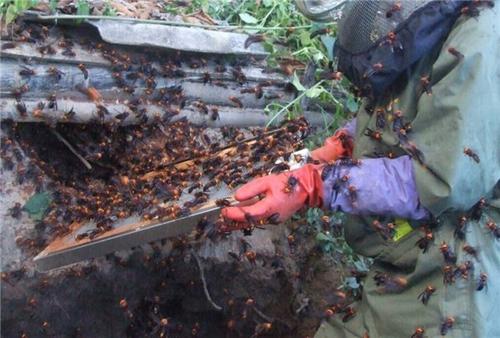 胡蜂養(yǎng)殖市場分析(學(xué)點(diǎn)皮毛輕松掌握胡蜂養(yǎng)殖技術(shù)) 胡蜂養(yǎng)殖市場分析(學(xué)點(diǎn)皮毛輕松掌握胡蜂養(yǎng)殖技術(shù))