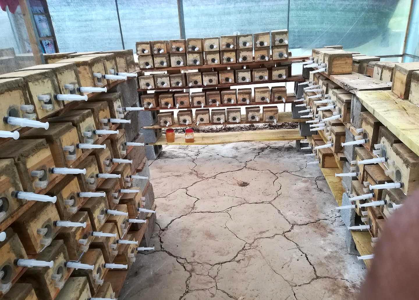 胡蜂養(yǎng)殖市場分析(學(xué)點(diǎn)皮毛輕松掌握胡蜂養(yǎng)殖技術(shù)) 胡蜂養(yǎng)殖市場分析(學(xué)點(diǎn)皮毛輕松掌握胡蜂養(yǎng)殖技術(shù))