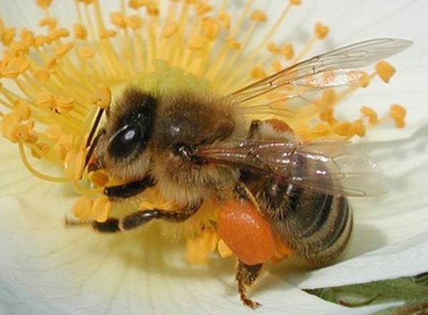 養50箱中華蜜蜂能掙多少錢(養蜜蜂能賺大錢嗎) 養50箱中華蜜蜂能掙多少錢(養蜜蜂能賺大錢嗎)