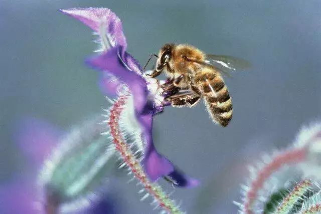養50箱中華蜜蜂能掙多少錢(養蜜蜂能賺大錢嗎) 養50箱中華蜜蜂能掙多少錢(養蜜蜂能賺大錢嗎)