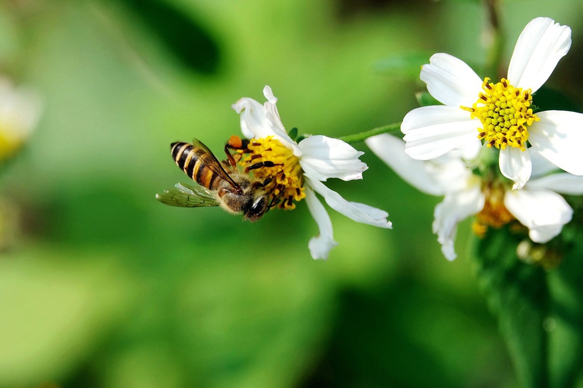 蜜蜂最怕什么味道會跑？