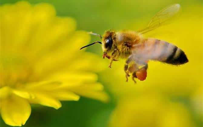 一畝地蜜源植物養多少箱蜂? 蜜源植物