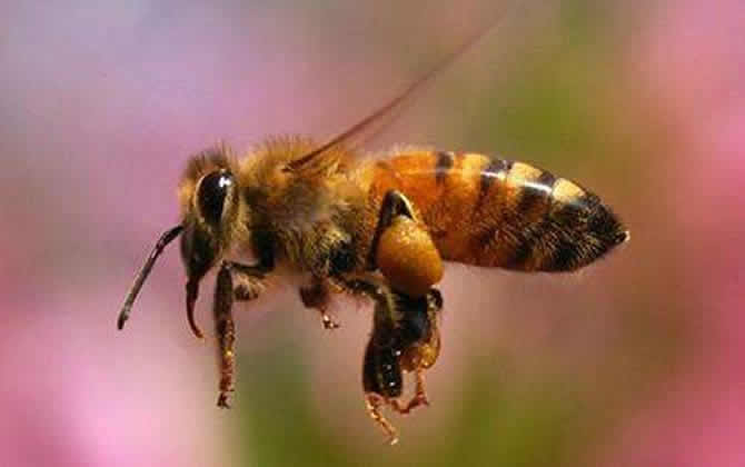 一畝地蜜源植物養多少箱蜂? 蜜源植物