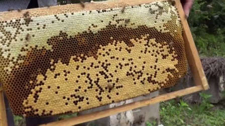 購(gòu)買蜜蜂巢礎(chǔ)技巧（巢礎(chǔ)多少錢一張）