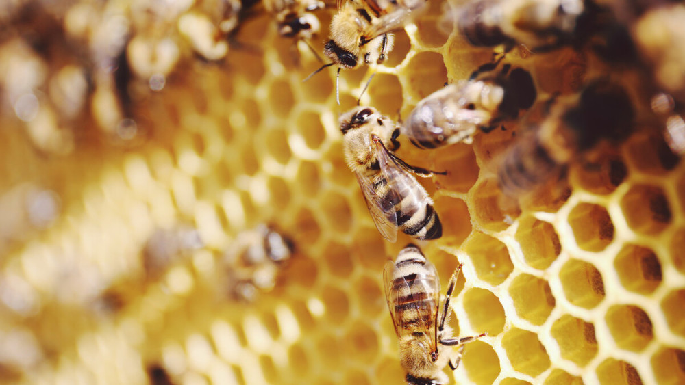 購(gòu)買蜜蜂巢礎(chǔ)技巧（巢礎(chǔ)多少錢一張）