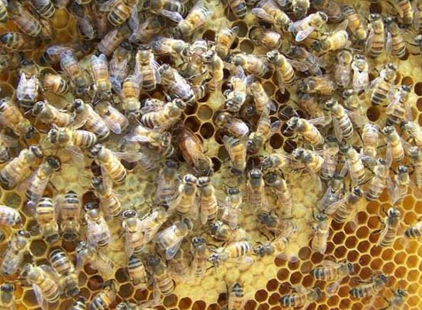 養蜜蜂的方法與知識(養蜜蜂常識) 養蜜蜂的方法與知識(養蜜蜂常識)