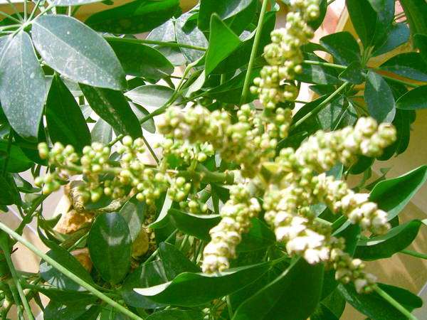 中國(guó)三大蜜源植物指的是哪三種(常見(jiàn)的蜜源植物有哪些) 中國(guó)三大蜜源植物指的是哪三種(常見(jiàn)的蜜源植物有哪些)