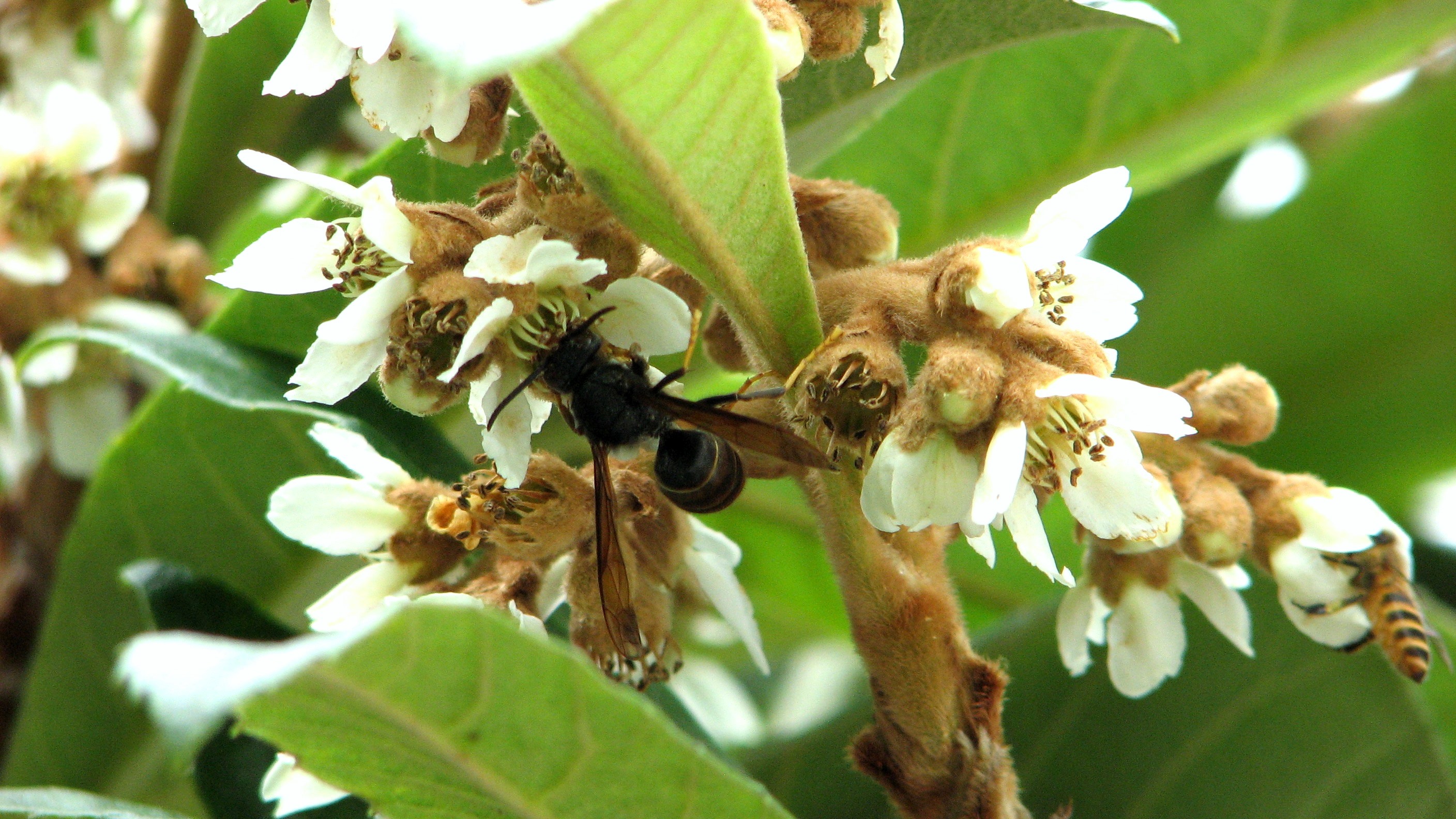 中國(guó)三大蜜源植物指的是哪三種(常見(jiàn)的蜜源植物有哪些) 中國(guó)三大蜜源植物指的是哪三種(常見(jiàn)的蜜源植物有哪些)