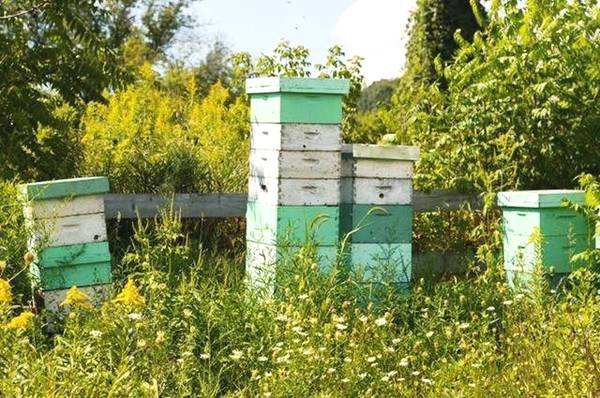 新手養蜂注意事項有哪些? 新手養蜂注意事項有哪些?