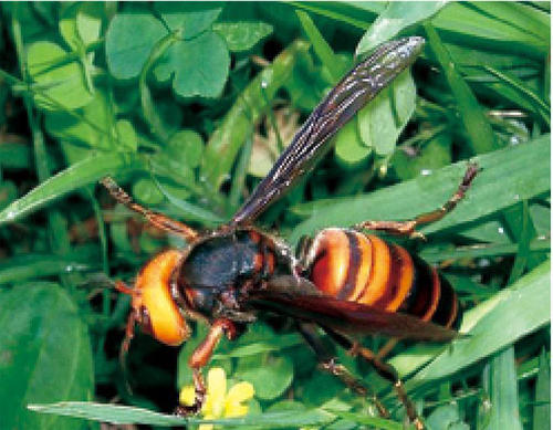 中國大虎頭蜂到底有多大(大虎頭蜂的尺寸大小) 中國大虎頭蜂到底有多大(大虎頭蜂的尺寸大小)