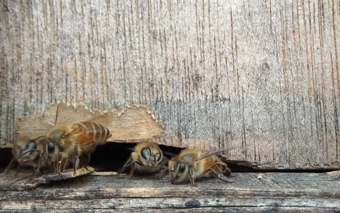 蛋群幾十只工蜂如何發展 蛋群幾十只工蜂如何發展