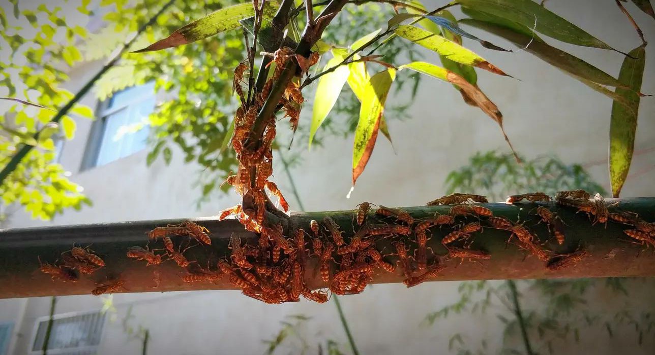 馬蜂是什么蜂(馬蜂的簡要介紹) 馬蜂是什么蜂(馬蜂的簡要介紹)