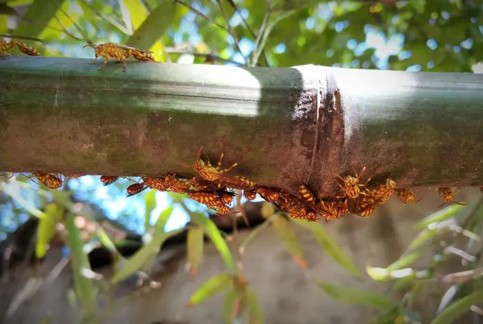 馬蜂是什么蜂(馬蜂的簡要介紹) 馬蜂是什么蜂(馬蜂的簡要介紹)