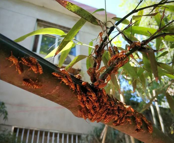 馬蜂是什么蜂(馬蜂的簡要介紹) 馬蜂是什么蜂(馬蜂的簡要介紹)