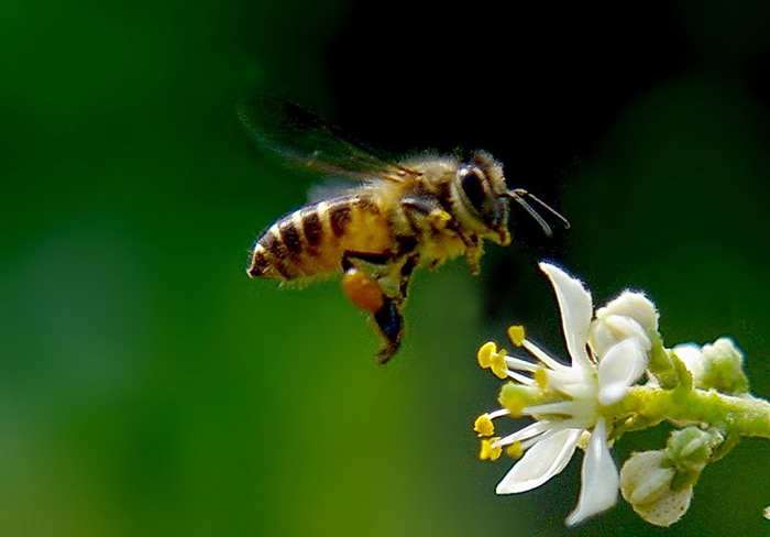 蜂王出臺(tái)幾天分蜂？