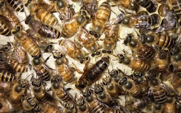 【蜜蜂知識(shí)】常見(jiàn)的中蜂王品種 【蜜蜂知識(shí)】常見(jiàn)的中蜂王品種