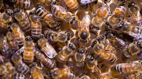 【蜜蜂知識(shí)】常見(jiàn)的中蜂王品種 【蜜蜂知識(shí)】常見(jiàn)的中蜂王品種