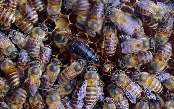 【蜜蜂知識(shí)】常見(jiàn)的中蜂王品種 【蜜蜂知識(shí)】常見(jiàn)的中蜂王品種