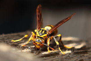 黃蜂有蜂蜜嗎（黃蜂的生活習(xí)性）