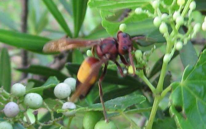 黃腰虎頭蜂是保護動物嗎(黃腰虎頭蜂的介紹) 黃腰虎頭蜂是保護動物嗎(黃腰虎頭蜂的介紹)