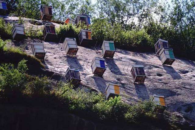 中蜂囊狀幼蟲病如何防治？