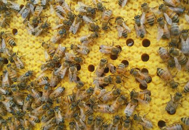 【蜜蜂知識】東北黑蜂的生活習性 東北黑蜂的生活習性