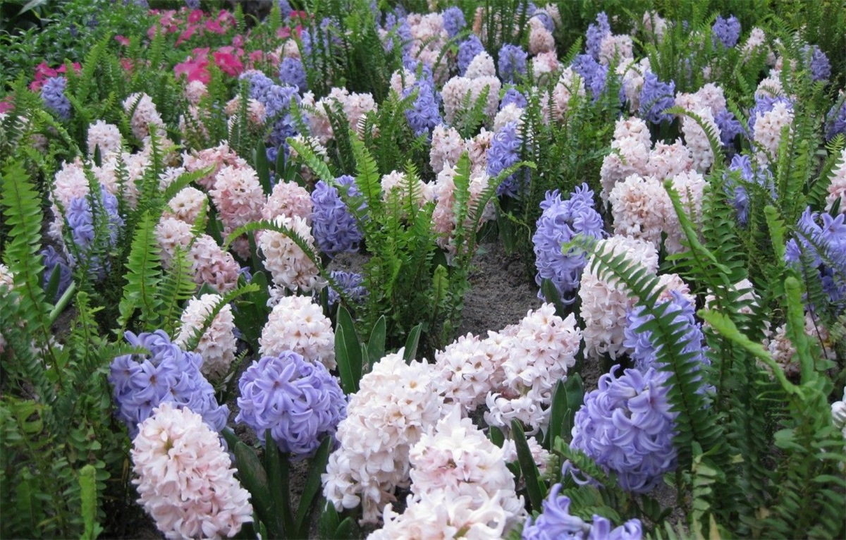 風信子的花語是什么(風信子的花語和傳說) 風信子的花語是什么(風信子的花語和傳說)