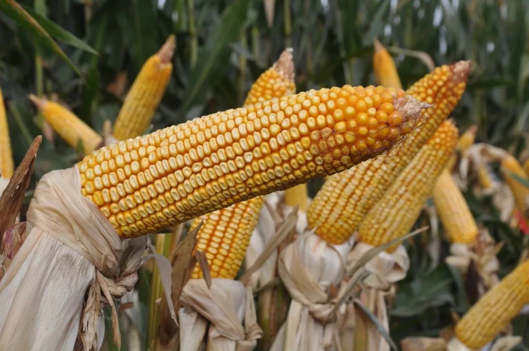 創玉806玉米品種介紹(創玉806玉米高產簡介) 創玉806玉米品種介紹(創玉806玉米高產簡介)