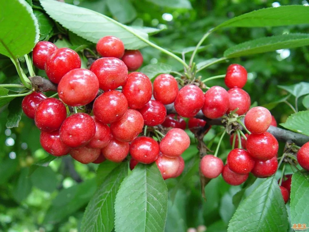 中國櫻桃有多少品種(中國十大櫻桃品種排行榜) 中國櫻桃有多少品種(中國十大櫻桃品種排行榜)