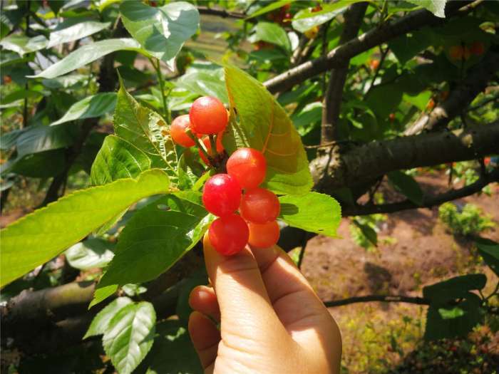 摘櫻桃是幾月份(摘櫻桃時間和方法) 摘櫻桃是幾月份(摘櫻桃時間和方法)