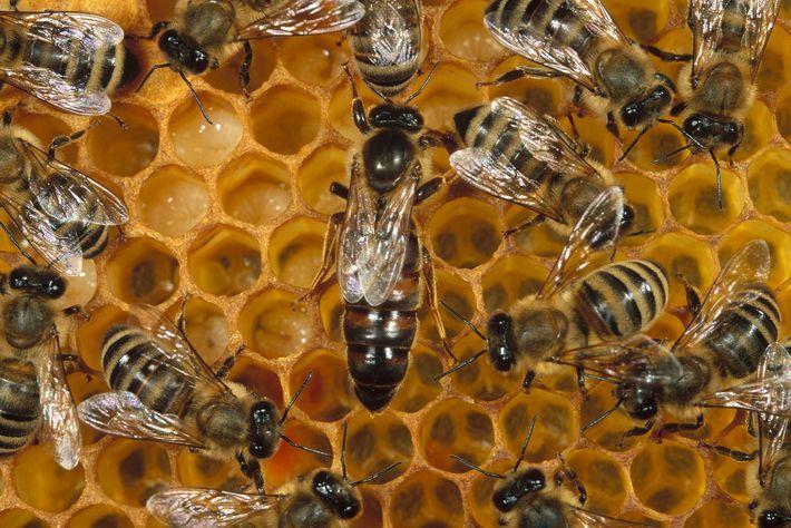 為什么雄蜂和蜂后交配完就會死 為什么雄蜂和蜂后交配完就會死