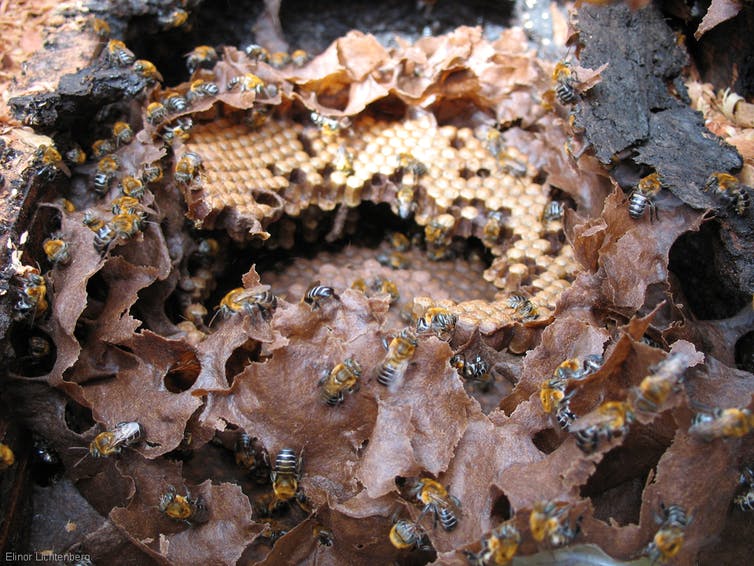 為什么雄蜂和蜂后交配完就會死 為什么雄蜂和蜂后交配完就會死