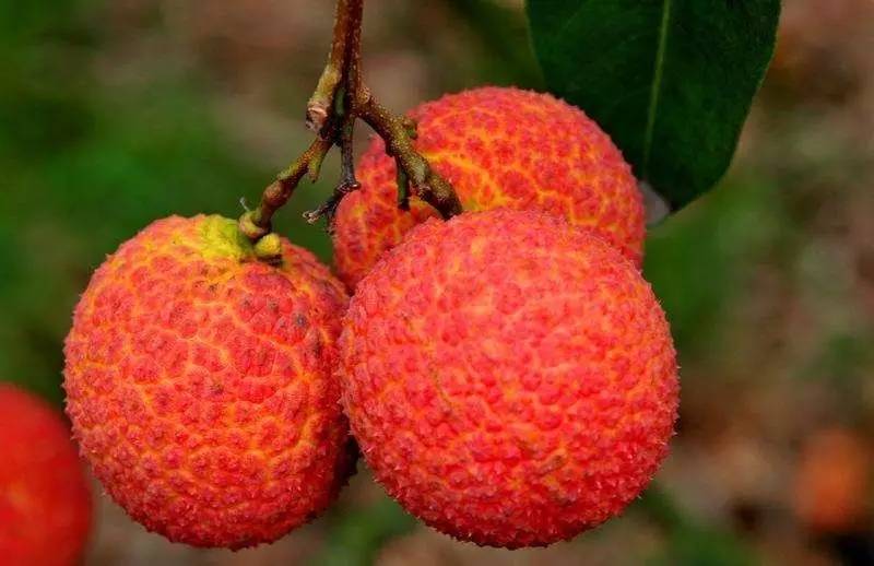 荔枝什么時(shí)候成熟季節(jié)(荔枝的成熟時(shí)間和種植方法) 荔枝什么時(shí)候成熟季節(jié)(荔枝的成熟時(shí)間和種植方法)