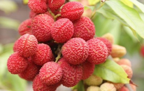 荔枝什么時(shí)候成熟季節(jié)(荔枝的成熟時(shí)間和種植方法) 荔枝什么時(shí)候成熟季節(jié)(荔枝的成熟時(shí)間和種植方法)