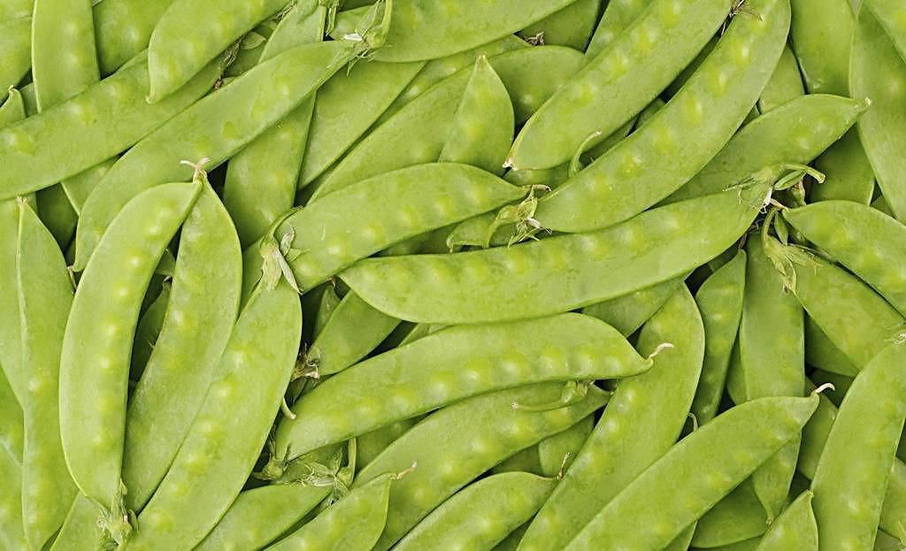 荷蘭豆原產地是哪里(荷蘭豆的歷史和原產地) 荷蘭豆原產地是哪里(荷蘭豆的歷史和原產地)