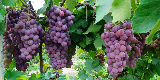 葡萄英語怎么讀(葡萄英語的讀法和寫法) 葡萄英語怎么讀(葡萄英語的讀法和寫法)