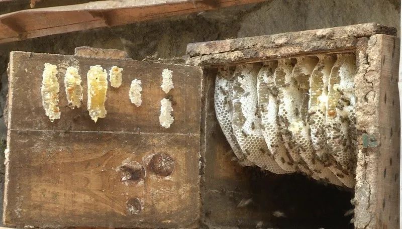 土法養蜂怎樣分蜂(土養分蜂方法) 土法養蜂怎樣分蜂(土養分蜂方法)