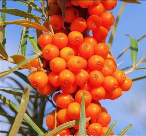 沙棘是什么科屬植物(沙棘的種植和利用價值) 沙棘是什么科屬植物(沙棘的種植和利用價值)