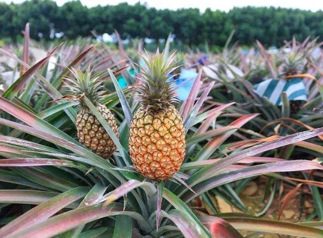 菠蘿長在樹上還是地上(菠蘿生長過程和種植方法) 菠蘿長在樹上還是地上(菠蘿生長過程和種植方法)