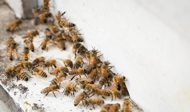 養蜂四大必備技能有哪些(養蜂實用技術) 養蜂四大必備技能有哪些(養蜂實用技術)